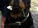 Rottweiler bacchus
