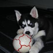 Siberian husky Enzo