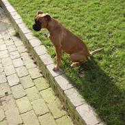 Boxer NEA