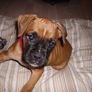 Boxer NEA