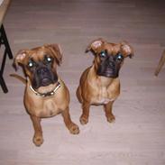 Boxer NEA