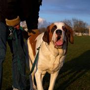 Sankt bernhardshund Lika