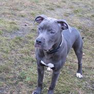 Amerikansk staffordshire terrier Diablo