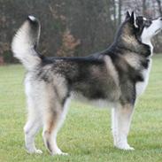 Alaskan malamute kiano