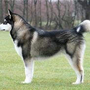 Alaskan malamute kiano