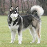 Alaskan malamute kiano