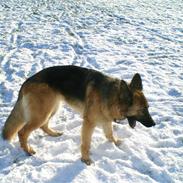 Schæferhund molly