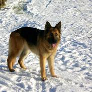 Schæferhund molly