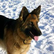Schæferhund molly