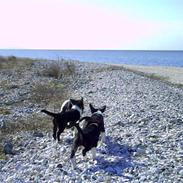 Dansk svensk gaardhund poppy