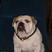 Engelsk bulldog Mat Tamajeka