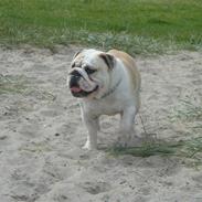 Engelsk bulldog Mat Tamajeka