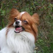 Papillon Oskar