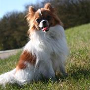 Papillon Oskar