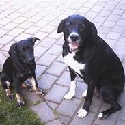 Blanding af racer Donna  *R.I.P 14/2-2006* 