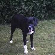 Blanding af racer Donna  *R.I.P 14/2-2006* 