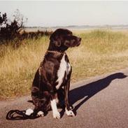 Blanding af racer Donna  *R.I.P 14/2-2006* 