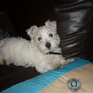 West highland white terrier Coco<3