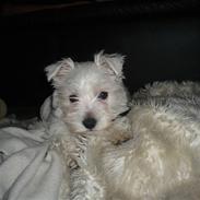 West highland white terrier Coco<3