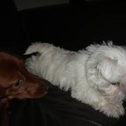 West highland white terrier Coco<3