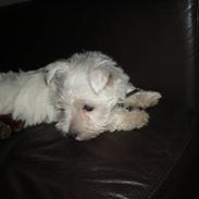 West highland white terrier Coco<3