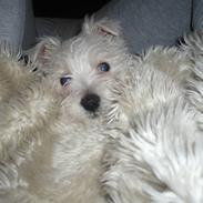 West highland white terrier Coco<3