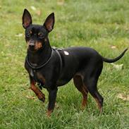 Dvaergpinscher Beluga