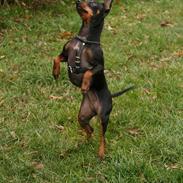 Dvaergpinscher Beluga