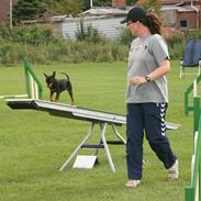 Dvaergpinscher Beluga