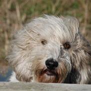Petit basset griffon wendéen Mester
