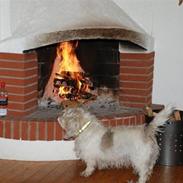 Petit basset griffon wendéen Mester