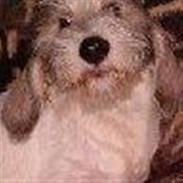 Petit basset griffon wendéen Mester