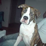 Amerikansk bulldog King