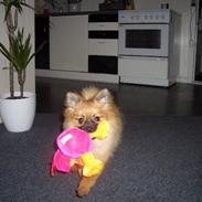 Pomeranian Nynne