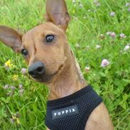 Dvaergpinscher Junior