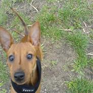 Dvaergpinscher Junior