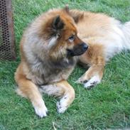Eurasier Chico 