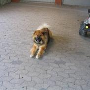 Eurasier Chico 