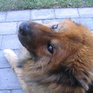 Eurasier Chico 