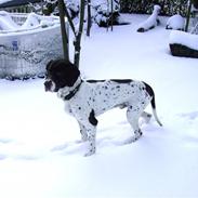 Gammel dansk hønsehund Joba