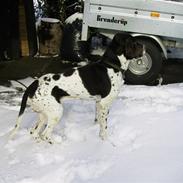 Gammel dansk hønsehund Joba