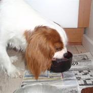 Cavalier king charles spaniel Vanilla