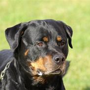 Rottweiler Nellemanns Dragon
