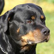 Rottweiler Nellemanns Dragon