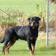 Rottweiler Nellemanns Dragon