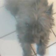 Cairn terrier uffe