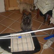 Cairn terrier uffe
