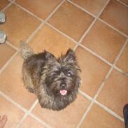 Cairn terrier uffe