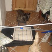 Cairn terrier uffe