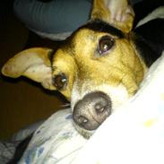 Dansk svensk gaardhund Loui *himmelhund* :'/